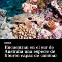 Encuentran en el Sur de Australia una especie de tiburón capaz de caminar