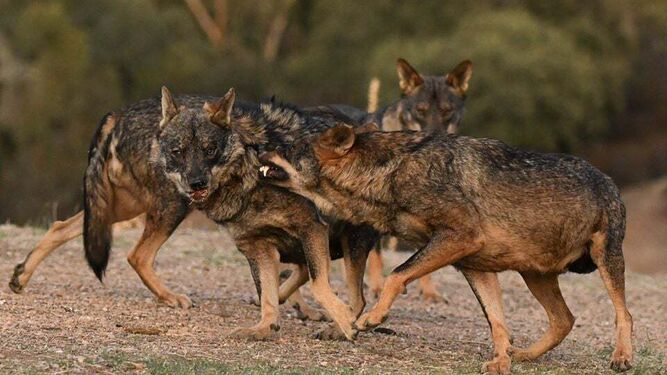 La manada de 20 lobos en Las Pajanosas – WikyFan