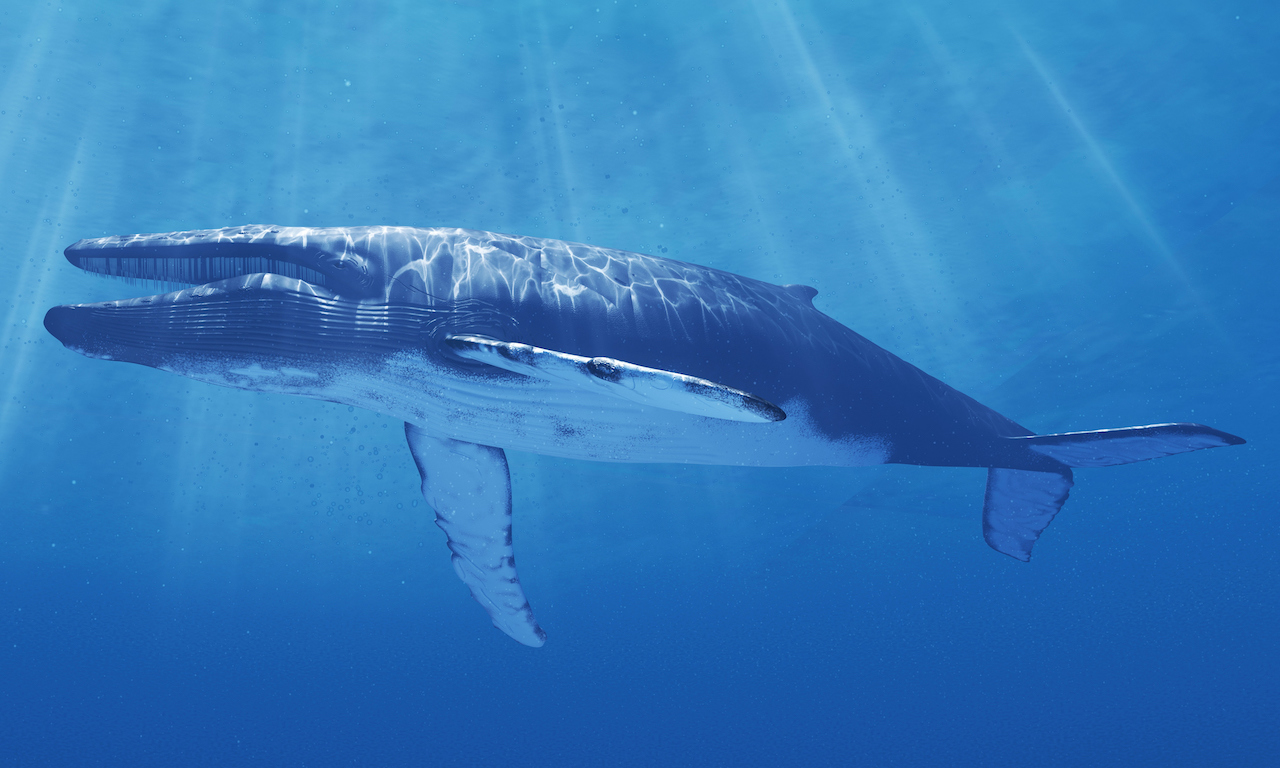 Así es la ballena azul, el mamífero marino más grande del mundo que está en peligro de extinción