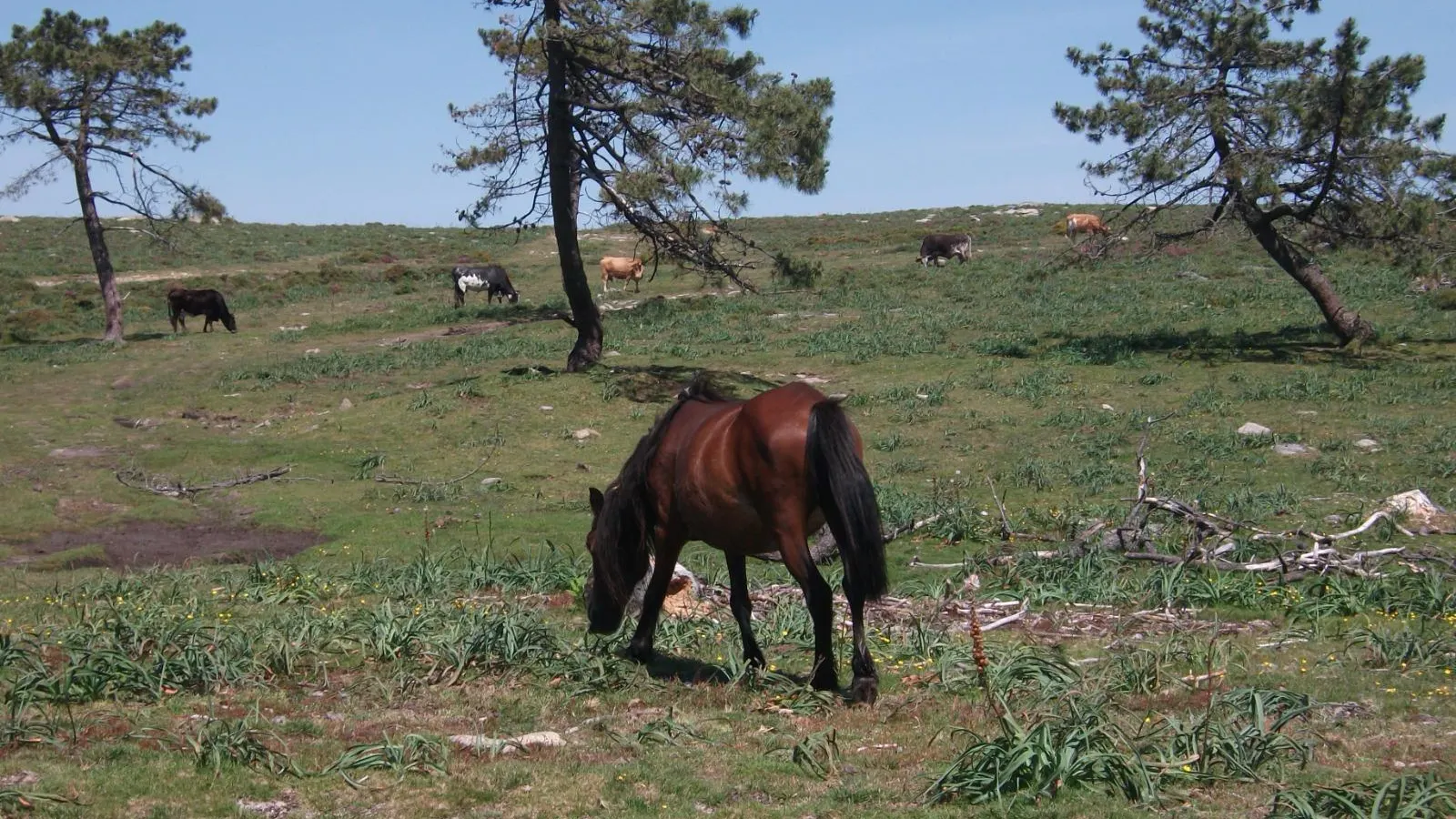Los últimos caballos salvajes del mundo están en Galicia y podrían desaparecer